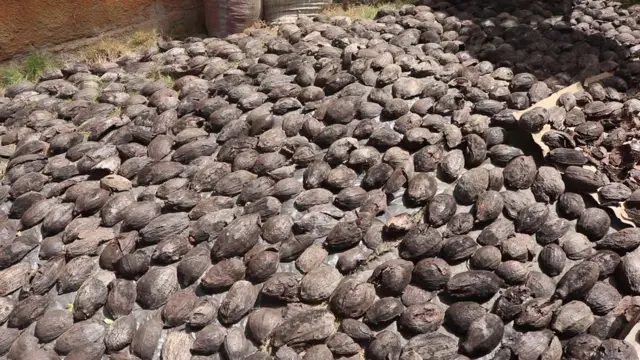 Cabosses vides cacao au séchage