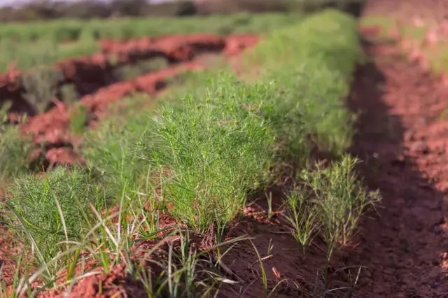 બીબીસી ગુજરાતી