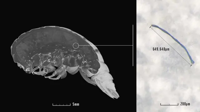 Eurythenes plasticus