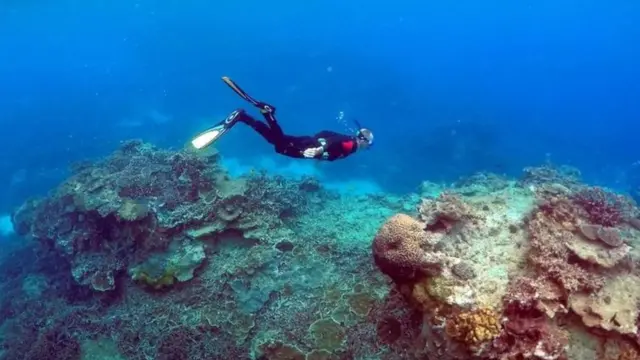 Plongeur près de l'île Lady Elliot, sur la Grande Barrière de Corail, Australie