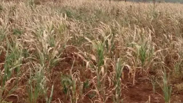 እየደረቀ ያለ ሰብል በኮንሶ