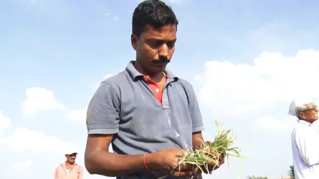 प्याज, नासिक