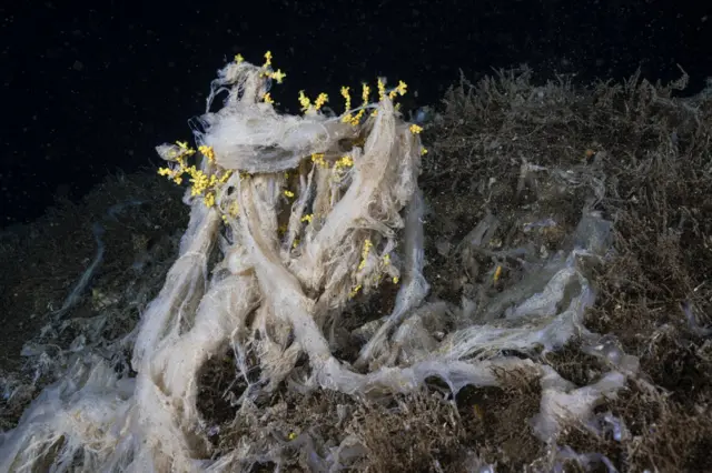Marmara denizinde mercanı sarmış müsilaj