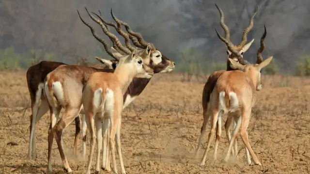 சல்மான்