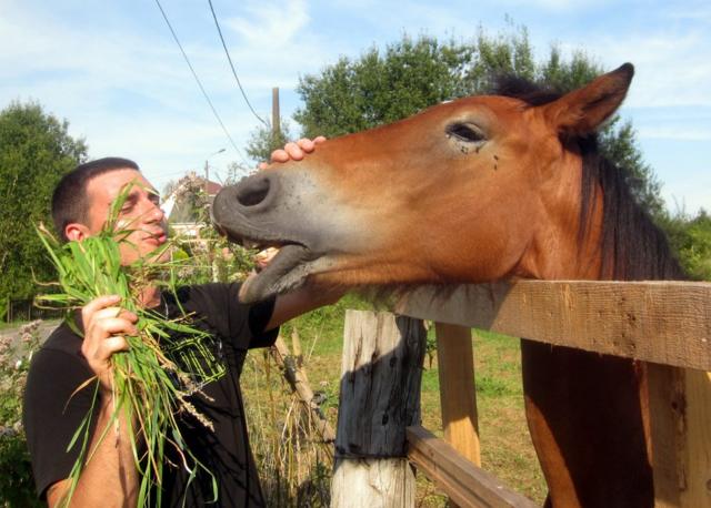 Un joven alimenta a su caballo.