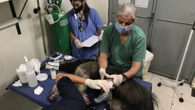 حيوان أكل النمل العملاق.