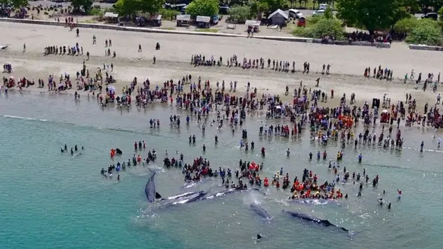 paus terdampar di Aceh
