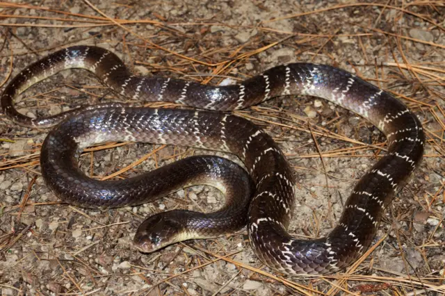 இறந்த பிறகும் கடிக்கும் பாம்புகள், இந்தியா, அசாம், 3 பேர் என்ன ஆயினர்?