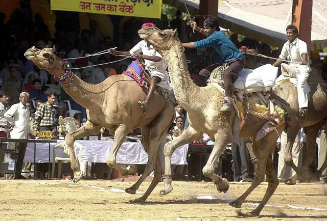 ஒட்டக பந்தயம்