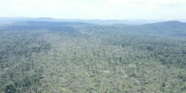 మేడారం, కూలిన చెట్లు, వాతావరణం మార్పులు