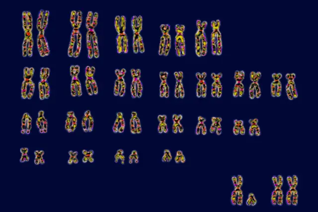 Chromosomes