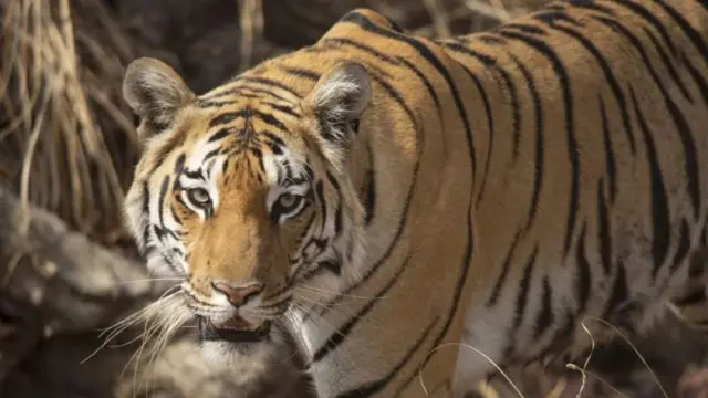 వన్యప్రాణులు, జంతు సంరక్షణ, ఆంధ్రప్రదేశ్, రాజమండ్రి