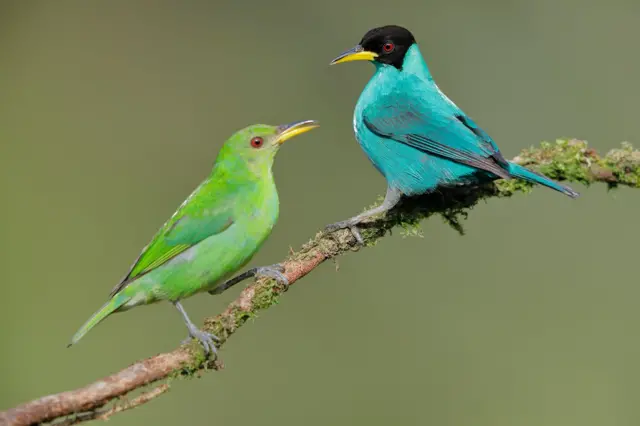 ‍ग्रीन हनीक्रीपर जातका भाले र पोथी चरा रङ्ग हेरेरै छुट्ट्याउन सकिन्छ