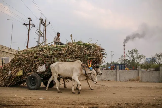 શેરડીમાંથી ઇથેનૉલ બનાવવામાં આવે છે, બીબીસી ગુજરાતી