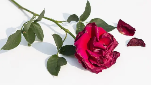 Lammaanuhu waa iney jeceylkoodu dhisaan