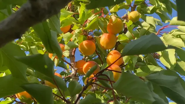 Эсенгулова Чолпондун өрүк багындагы мөмөлөр 