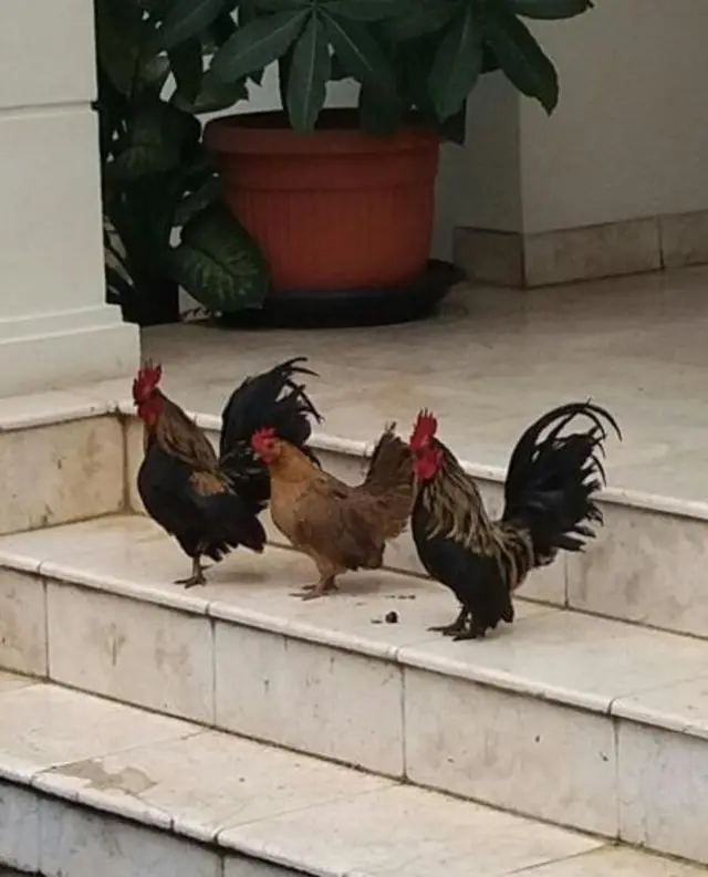 கோழிகள்