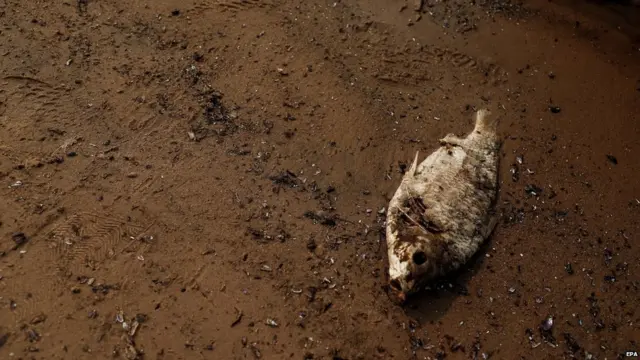 ਪਰਾਗਵੇ ਦਰਿਆ