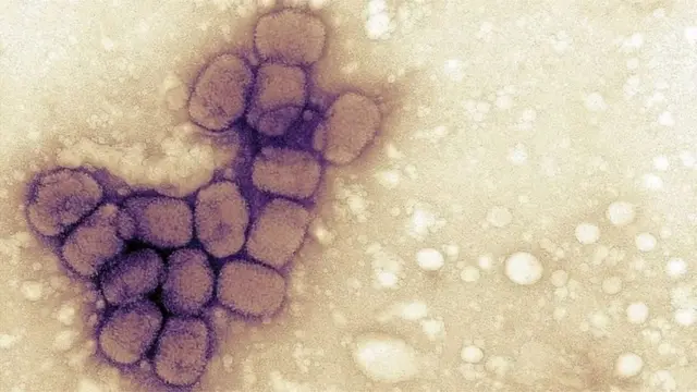 1980માં શીતળાનો રોગ નાબૂદ થયો હતો