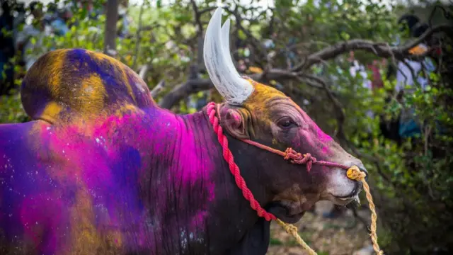 international mother language day