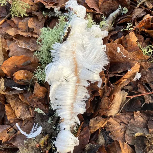 El hielo parece algodón de azúcar blanco pegado a un palo. La formación está en el suelo, sobre una capa de hojas marrones.