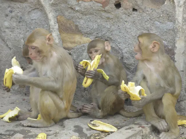 ஜி20 மாநாடு - குரங்குகளுக்கு டெல்லி அரசு வைக்கும் கட்-அவுட்