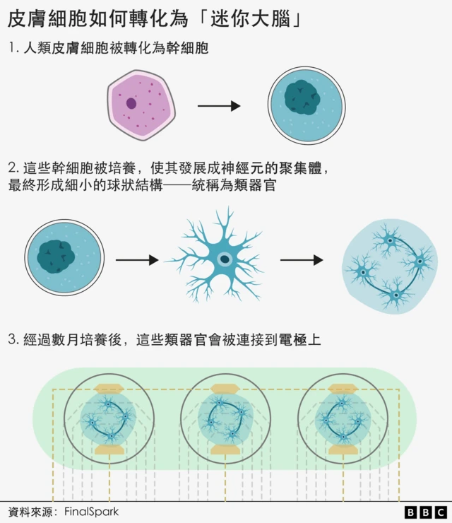 圖解皮膚細胞如何轉化為「迷你大腦」的三個步驟：1）將人類皮膚細胞轉化為幹細胞；2）將幹細胞培養為神經元團塊，形成類器官；3）經過數月培養後，將類器官連接至電極。來源：FinalSpark