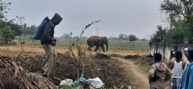 யானைகள்