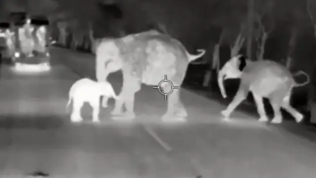 தாயை இழந்த குட்டி யானை