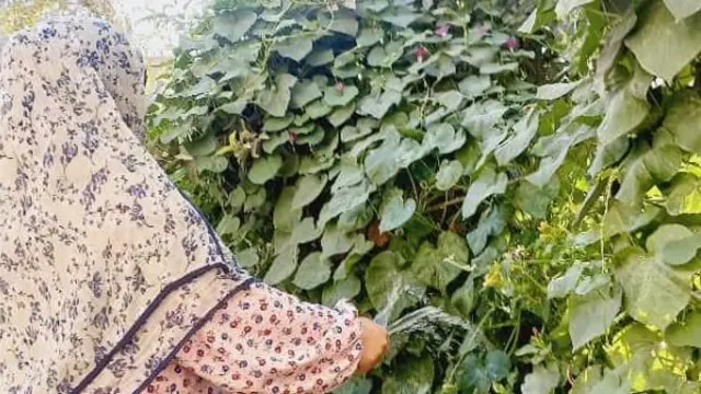 نمای پشت زنی با روسری گلدار و لباس در حال آبیاری بوته های برگدار