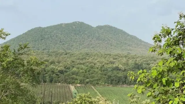 ગિરનાર, ગુજરાત, વનવિભાગ, બીબીસી ગુજરાતી