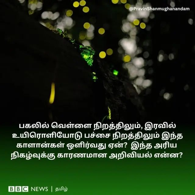 பகலில் வெள்ளை நிறத்திலும், இரவில் உயிரொளியோடு பச்சை நிறத்திலும் இந்த காளான்கள் ஒளிர்வது ஏன்? இந்த அரிய நிகழ்வுக்கு காரணமான அறிவியல் என்ன? ஆனைமலைக் காடுகள், ஒளிரும் காளான்கள்,