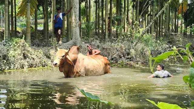গরুকে পুকুরে গোসল করাচ্ছেন এক কৃষক