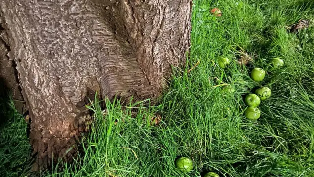 Maçãs verdes ao lado da cerejeira onde Banksy fez seu mural