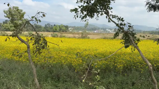 వలిసె పూలు అరకు, విశాఖపట్నం, ఏజెన్సీ, ఆంధ్రప్రదేశ్