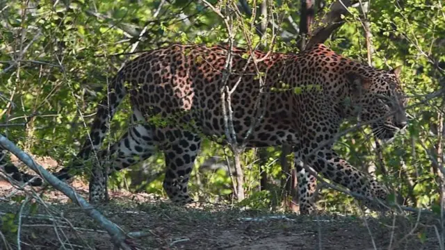 સિંહ-દીપડાના હુમલા વધ્યા