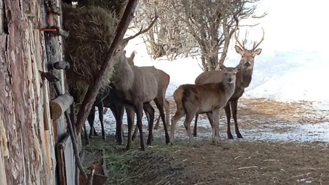 dva jelena, jedan s velikim rogovima, gledaju u pravcu čoveka koji ih fotografiše