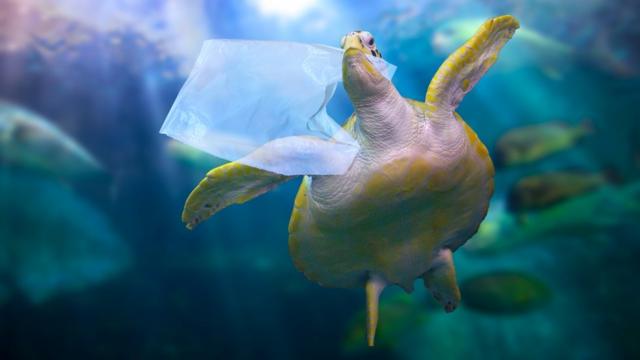Черепаха с пластиковым пакетом в пасти