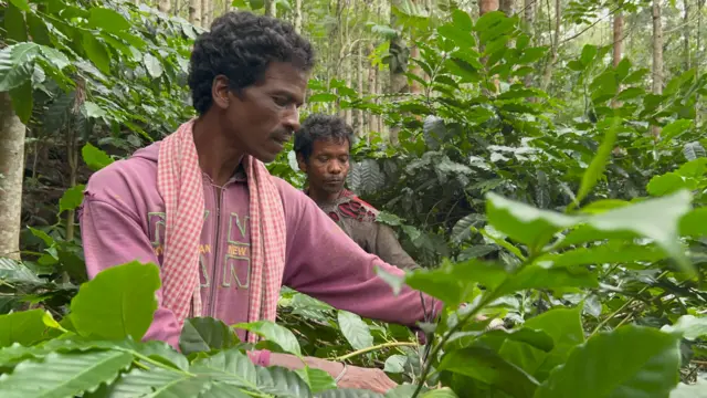 కాఫీ పంటలు పండించే రైతు