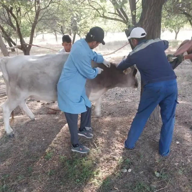 Кутурмага каршы эмдөө. Кызыл-Кыя шаары