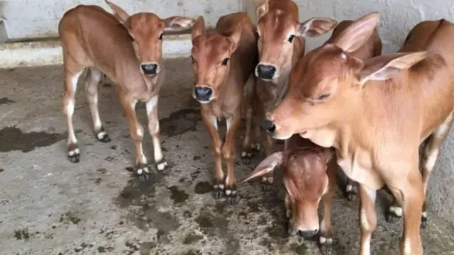 மாட்டுக்கன்றுகள்