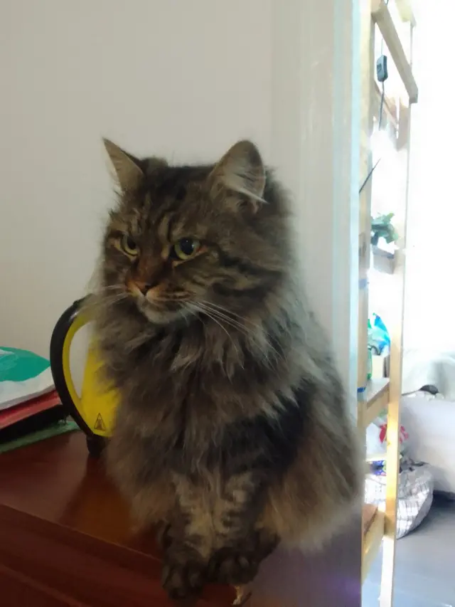 Кіт сердито дивиться у бік