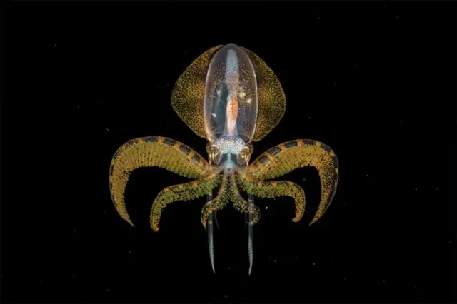 تصویر برداری از این آبزی تنها با یک غواصی شبانه در سواحل آنیلائو فیلیپین ممکن است.