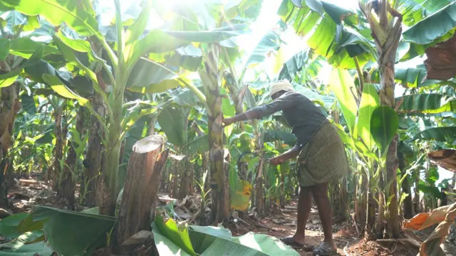 భారత్, ఆంధ్రప్రదేశ్, అరటి, రైతులు, అమెరికా, ఇరాన్