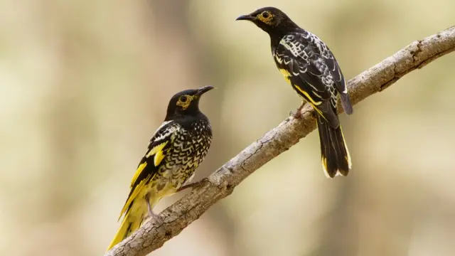 Casalaviãozinho betanomelífagos-regentes