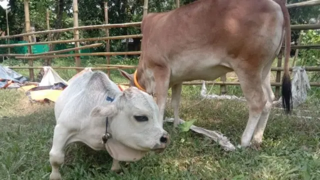 খর্বকায় ভুট্টি জাতের অন্য গরুর সাথে রানী।