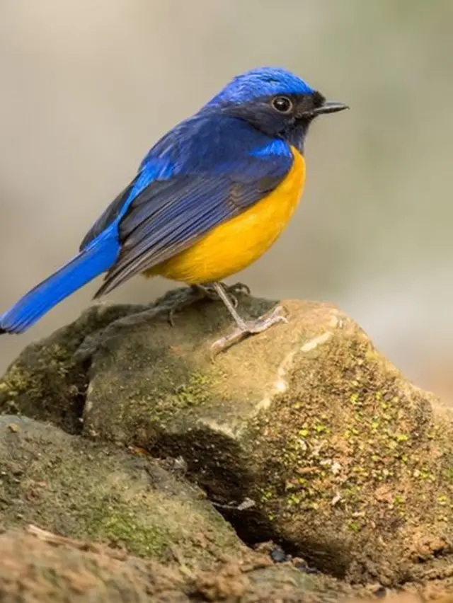 Rufous-bellied niltava (Niltava sundara)