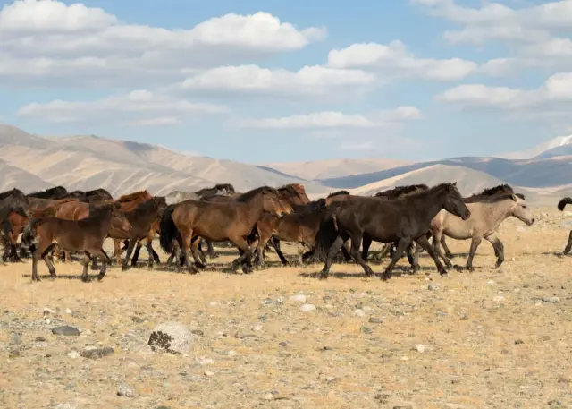 Chevaux à l'état sauvage