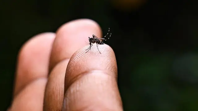 ቺኩንጉንያ በወባ ትንኝ ይተላለፋል።