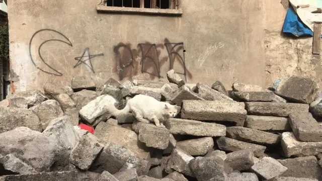 Sokaklardan geriye kalan molozlu meydanlarda dolaşan kedilerin sayısında gözle görülür bir artış var.